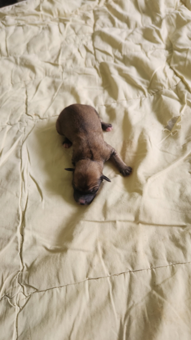 익산유기동물보호소_445468202403047