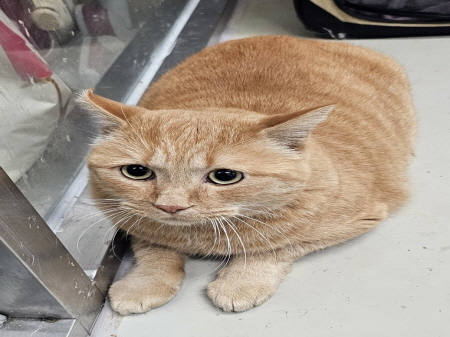 원주시동물보호센터_442419202400893