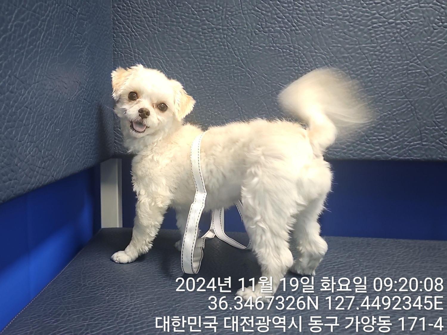 대전동물보호센터_430364202400799