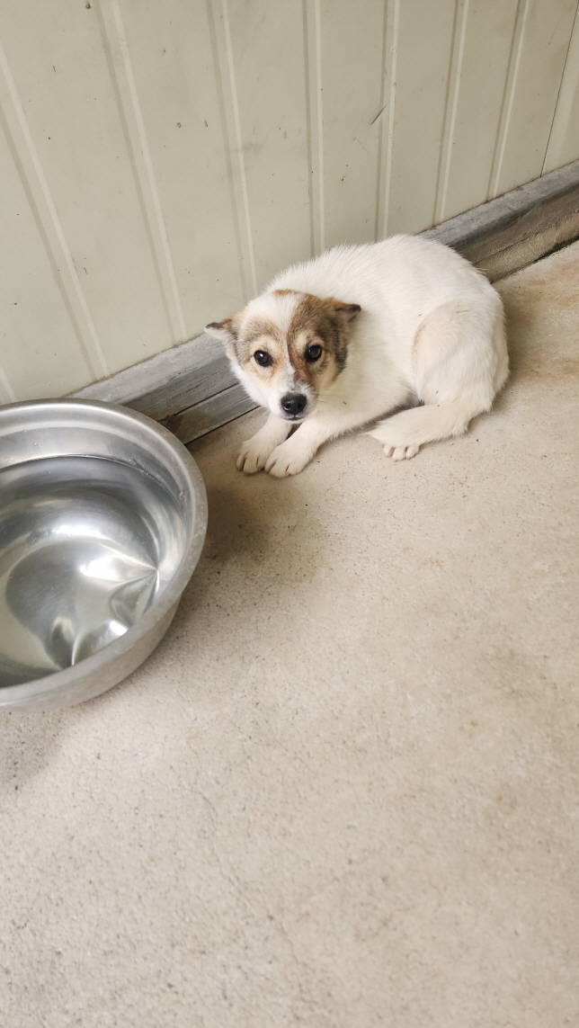 보호중 믹스견의 가…