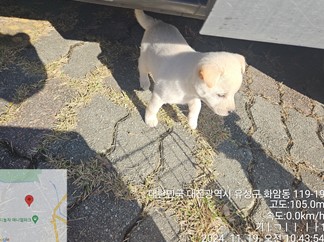 대전동물보호센터_430367202400920