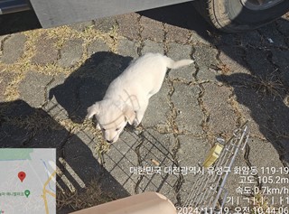 대전동물보호센터_430367202400918