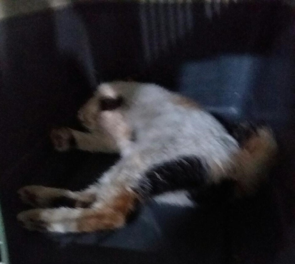 대구유기동물보호협회_427347202400980