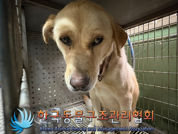 한국동물구조관리협회_441406202402042