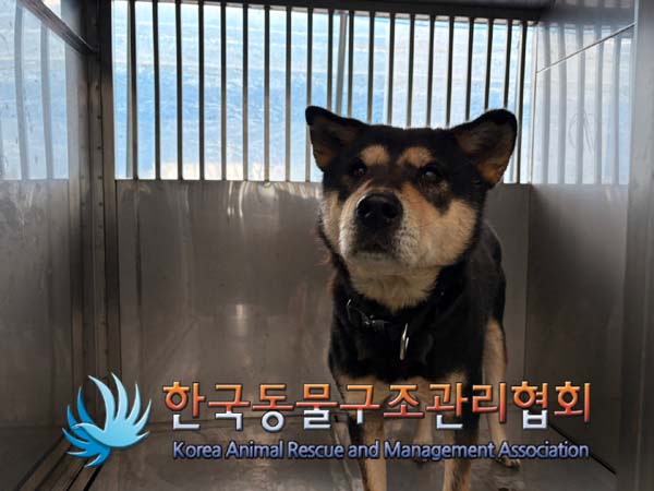 종료(반환) 믹스견…