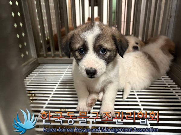 종료(자연사) 믹스…