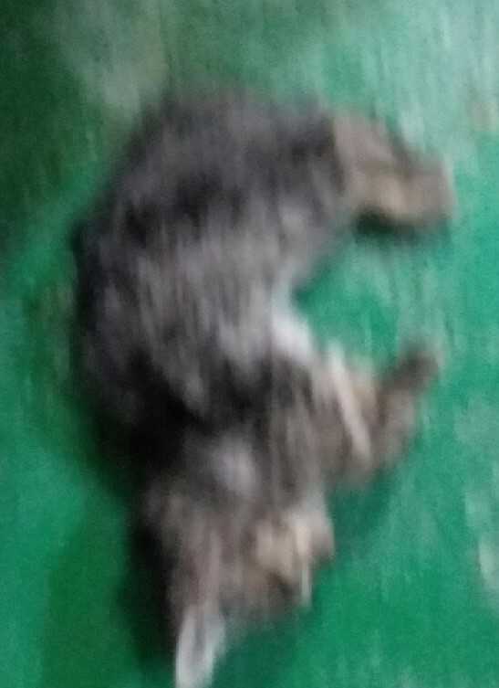 대구유기동물보호협회_427345202400761