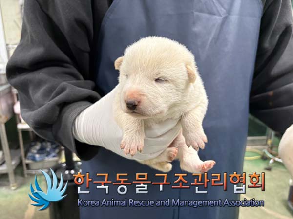 한국동물구조관리협회_441406202402047