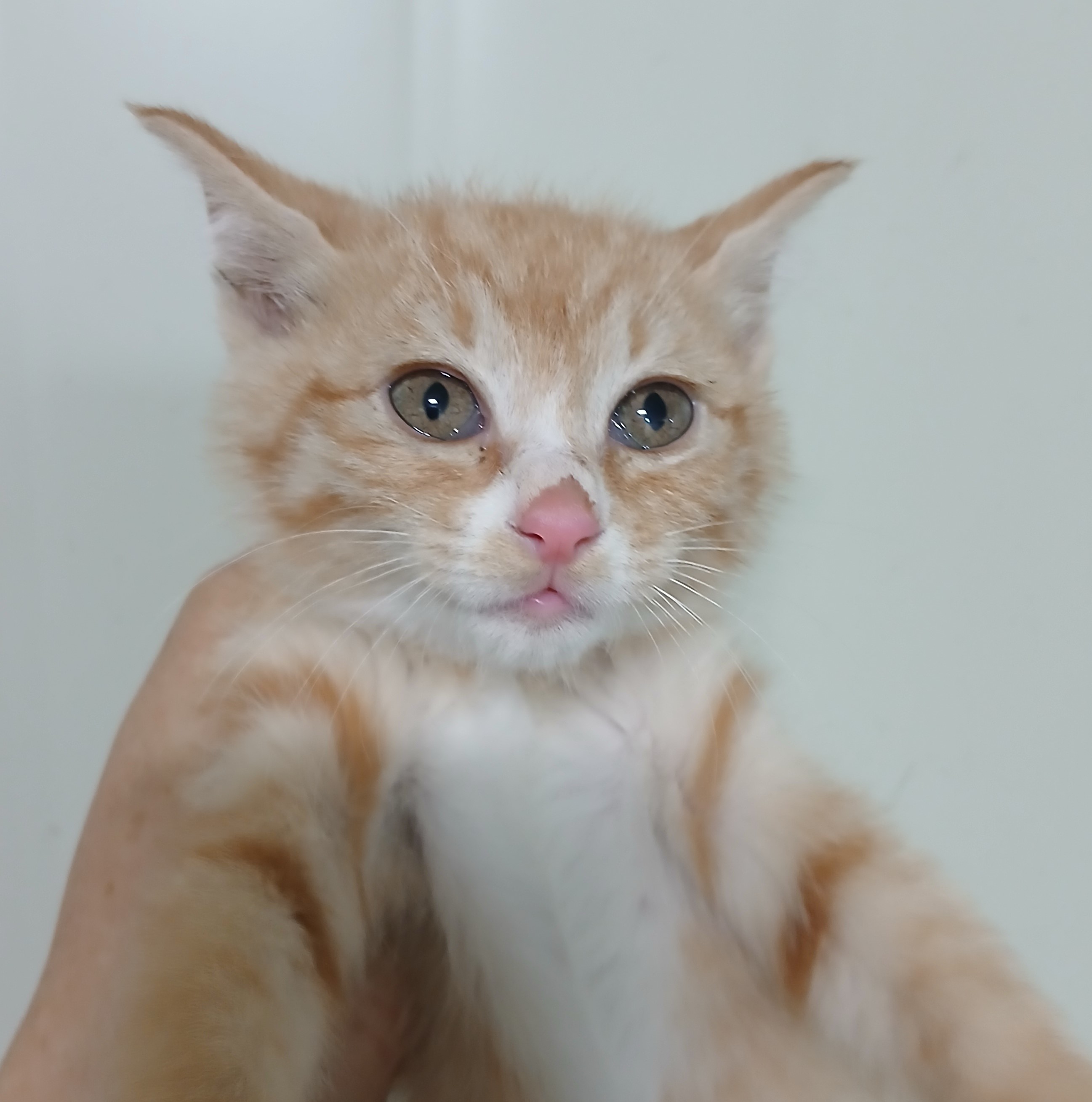 대구유기동물보호협회_427345202400762