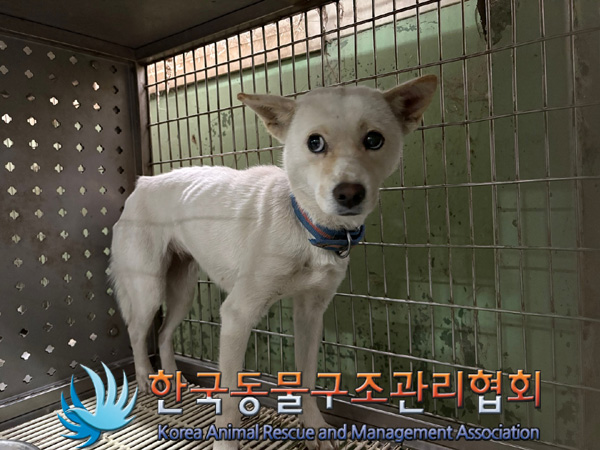 한국동물구조관리협회_441382202400818