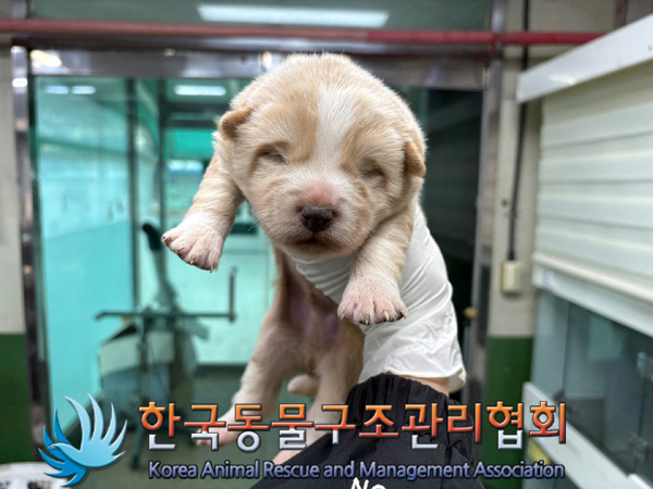 한국동물구조관리협회_441406202402043