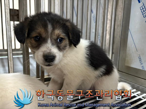 종료(안락사) 믹스…