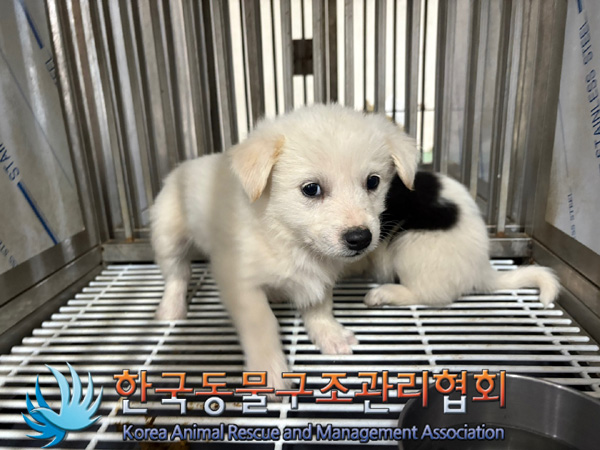 한국동물구조관리협회_441406202402054