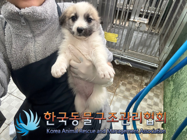 한국동물구조관리협회_441406202402051