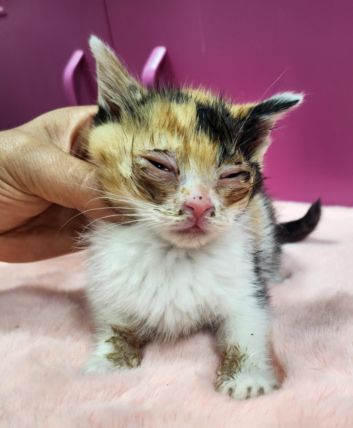 울산유기동물보호센터_431372202400672
