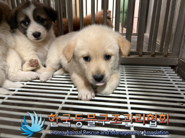 한국동물구조관리협회_441406202402050