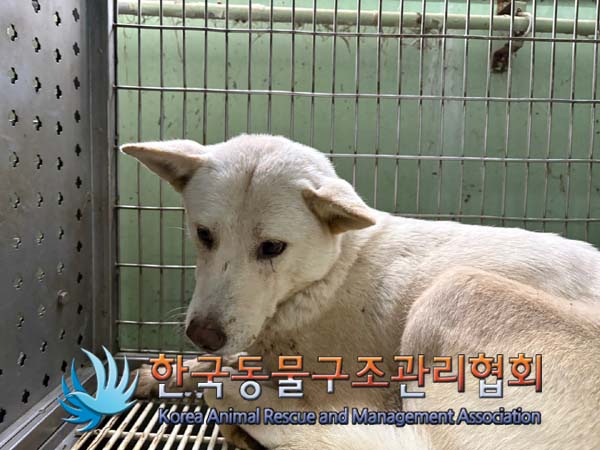 한국동물구조관리협회_441406202402056