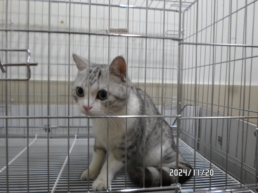 디아크동물종합병원_411319202400673