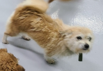 영천유기동물보호센터_447510202400825