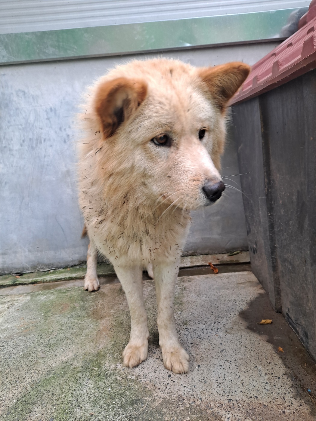 보호중 믹스견의 가…