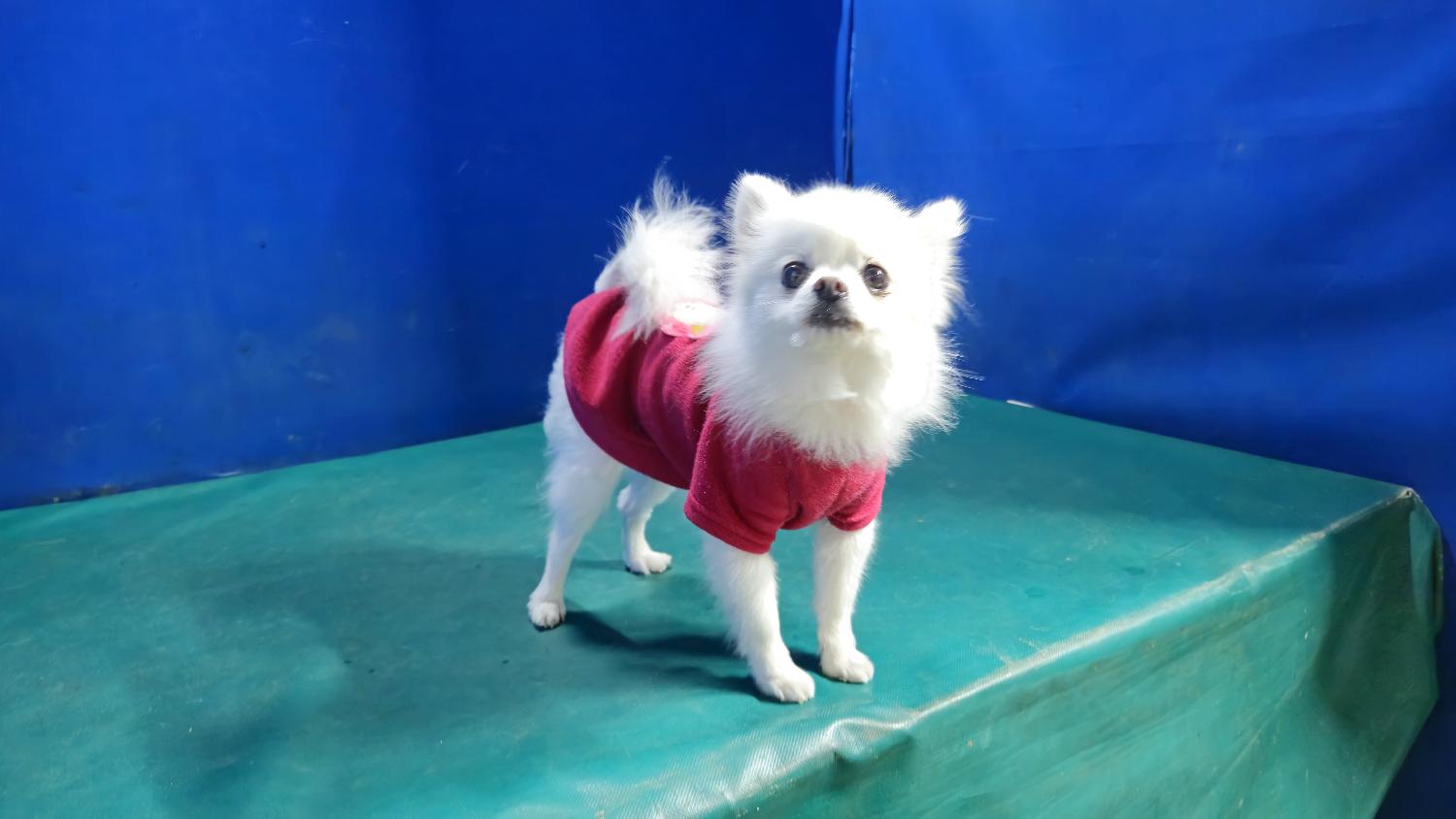 경산시유기동물보호소_447513202401383