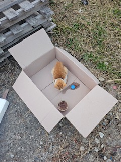 논산시 동물보호센터_444454202401114
