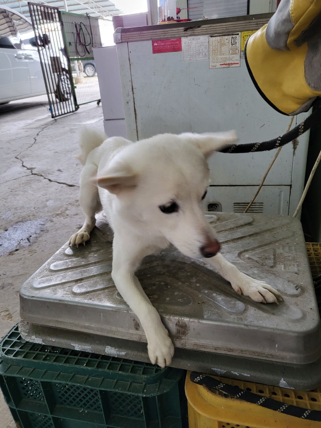 평택시유기동물보호소_441391202403410