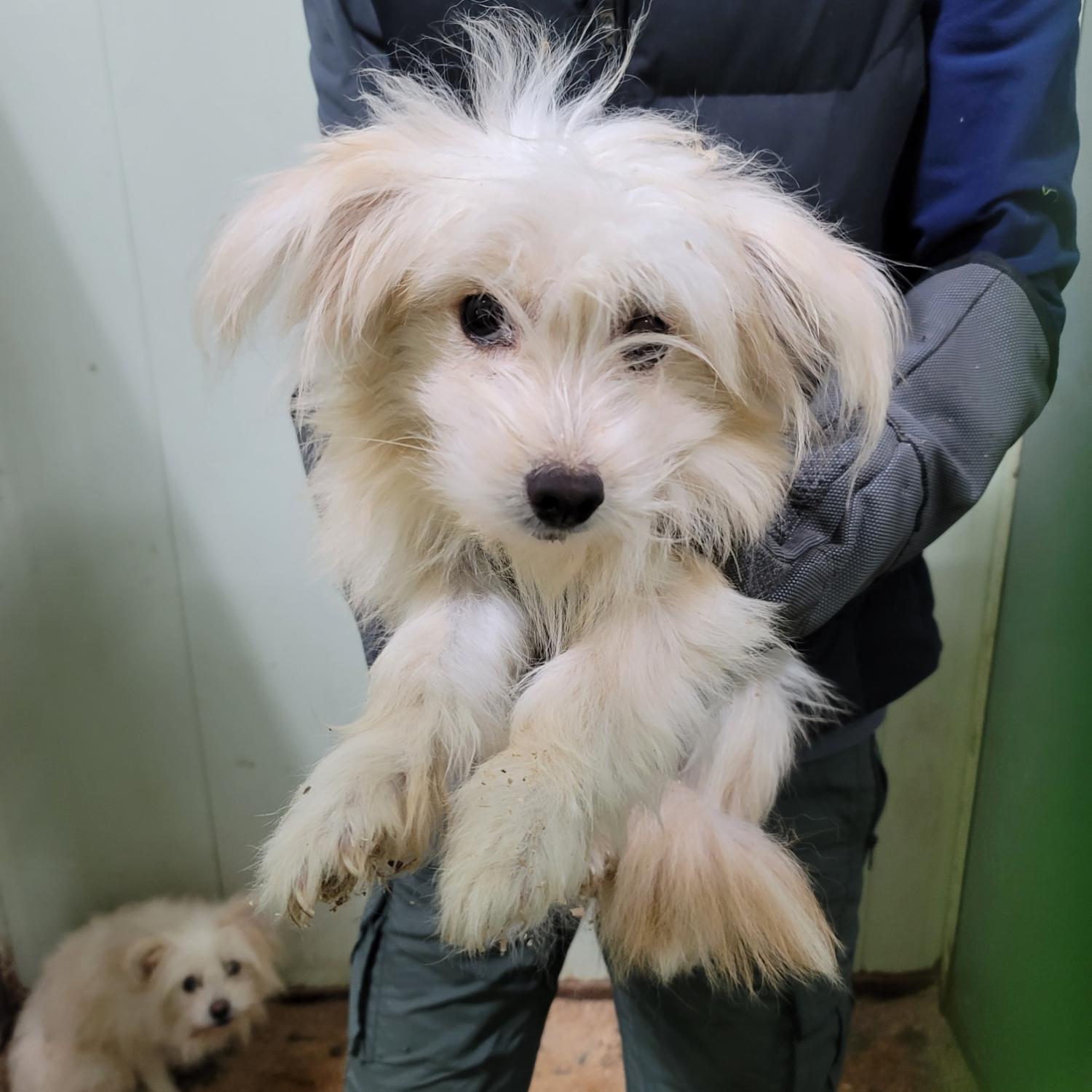 평택시유기동물보호소_441391202403408