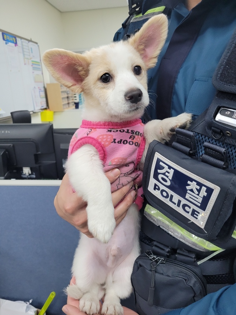 (사)영일동물플러스_447502202401648