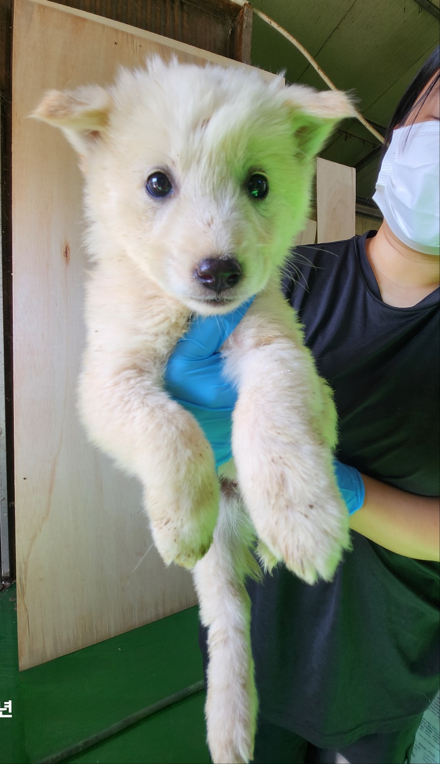 울산유기동물보호센터_431373202401879