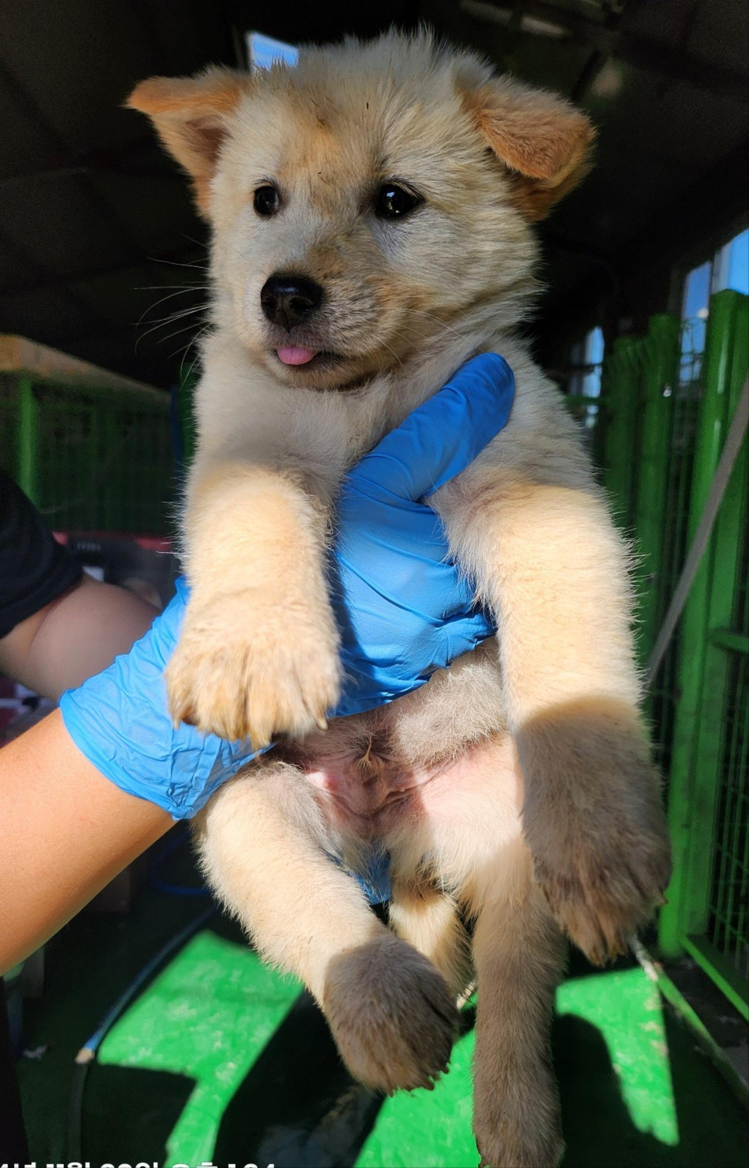 울산유기동물보호센터_431373202401883
