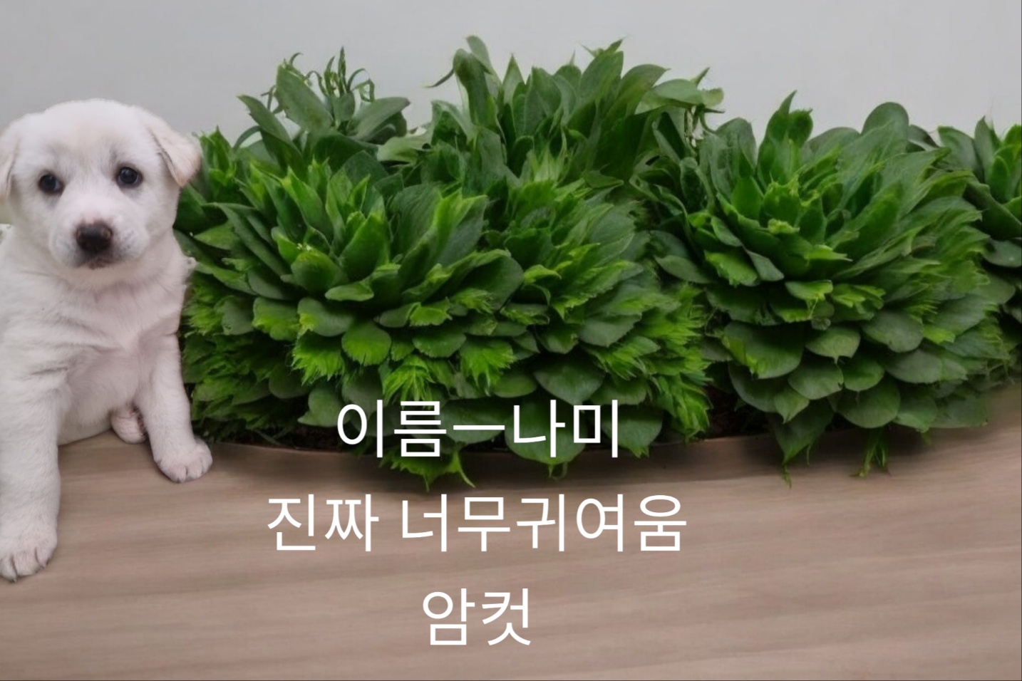 성주유기동물보호센터_447521202400641