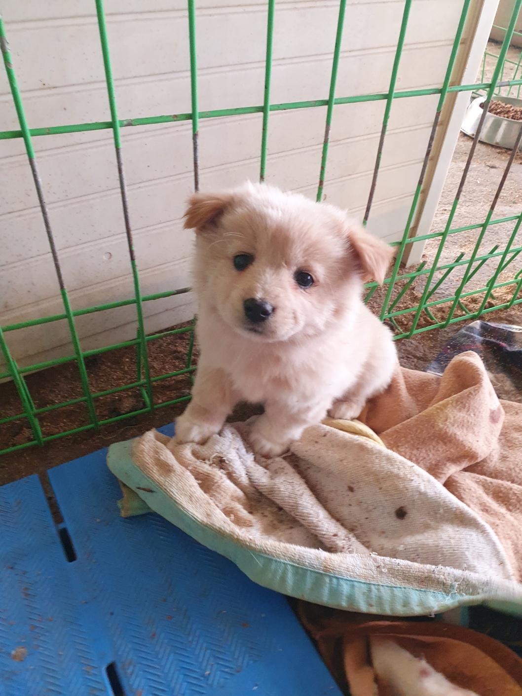 학교동물임시보호센터_446496202400504