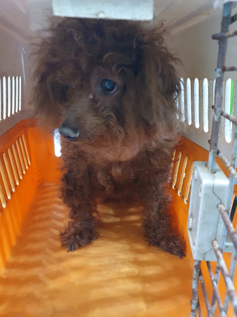 펫앤쉘터동물병원_441378202401512
