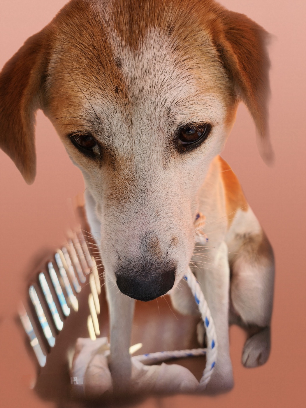 울산유기동물보호센터_431373202401897