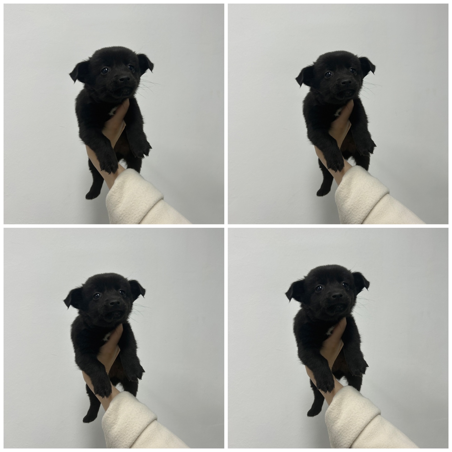 천안시 동물보호센터_444449202402169