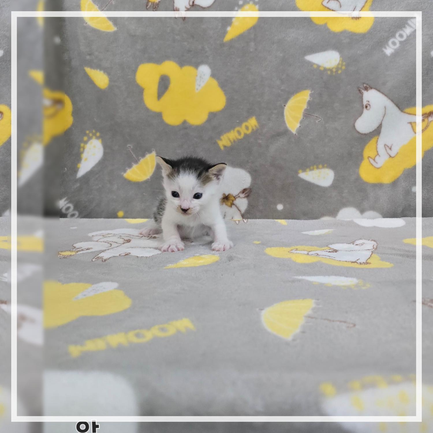 군산유기동물보호센터_445467202402395