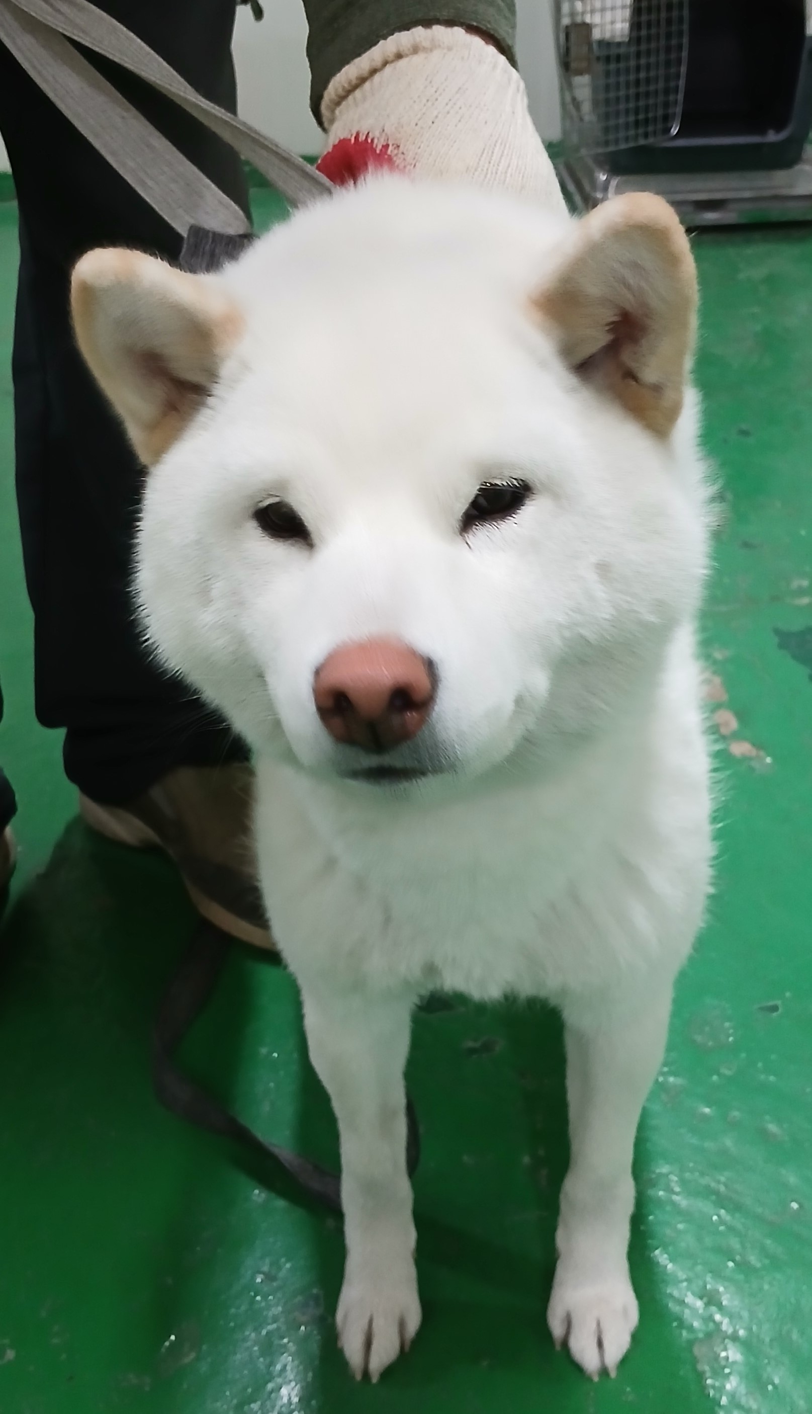 대구유기동물보호센터_427342202400933
