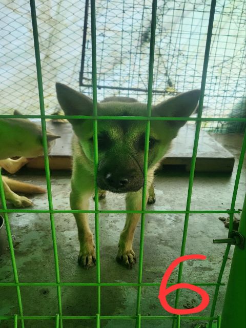 진해유기동물보호소_448532202400745