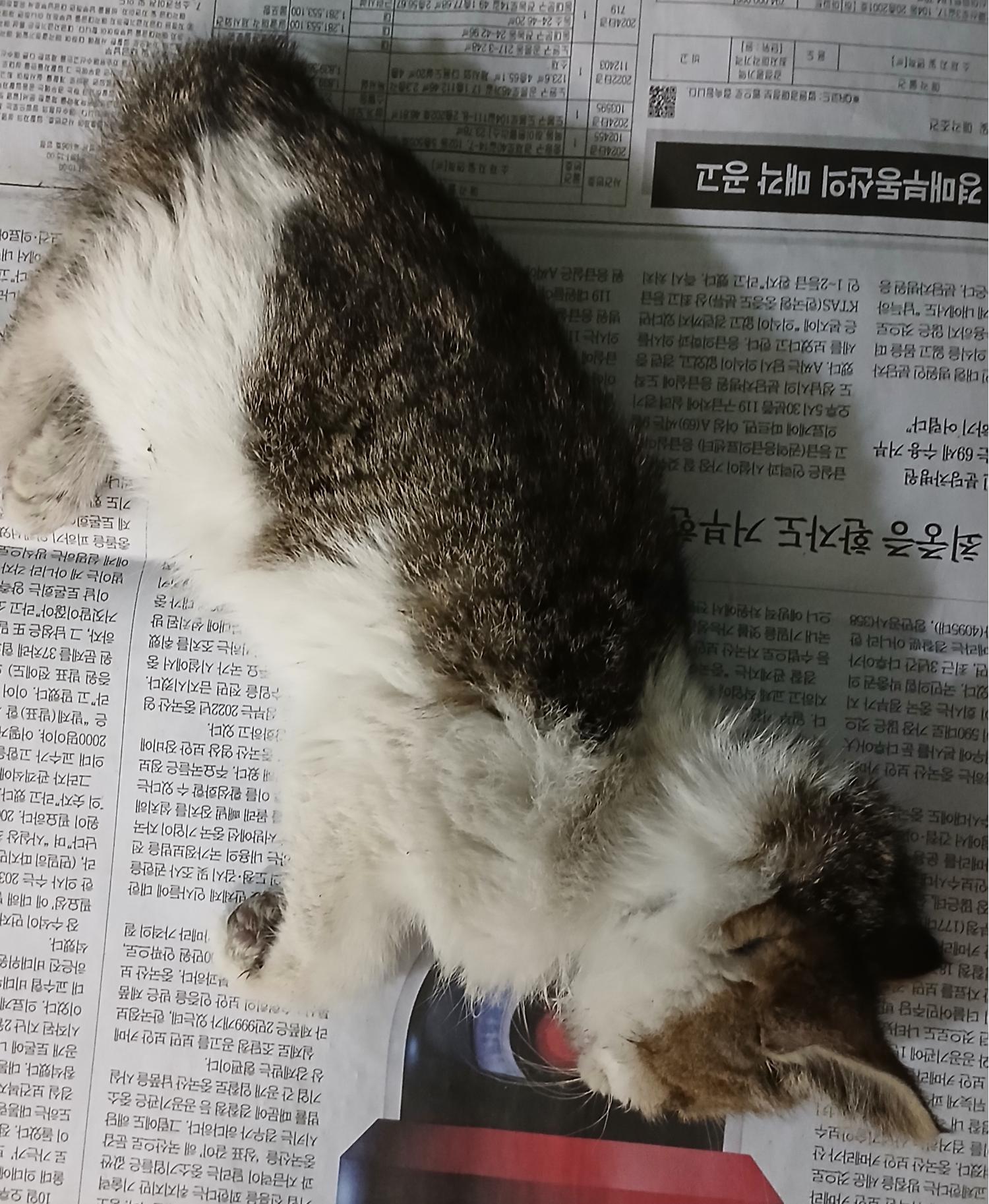 대구유기동물보호협회_427345202400765