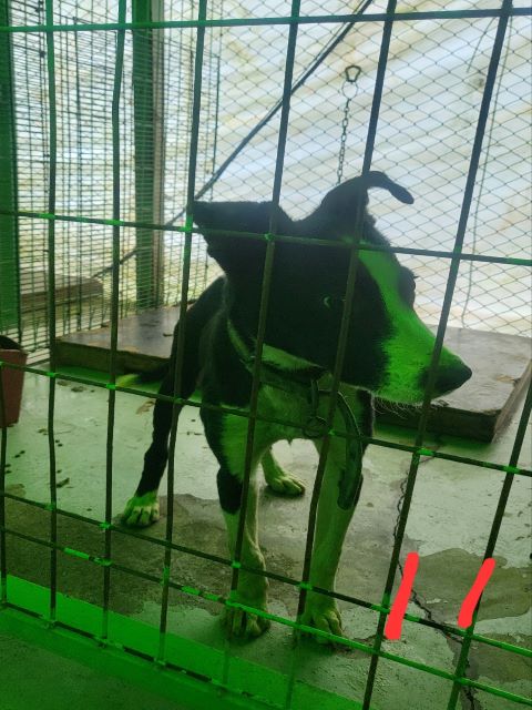 진해유기동물보호소_448532202400750
