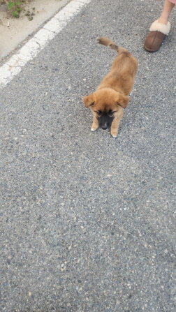 익산유기동물보호소_445468202403057