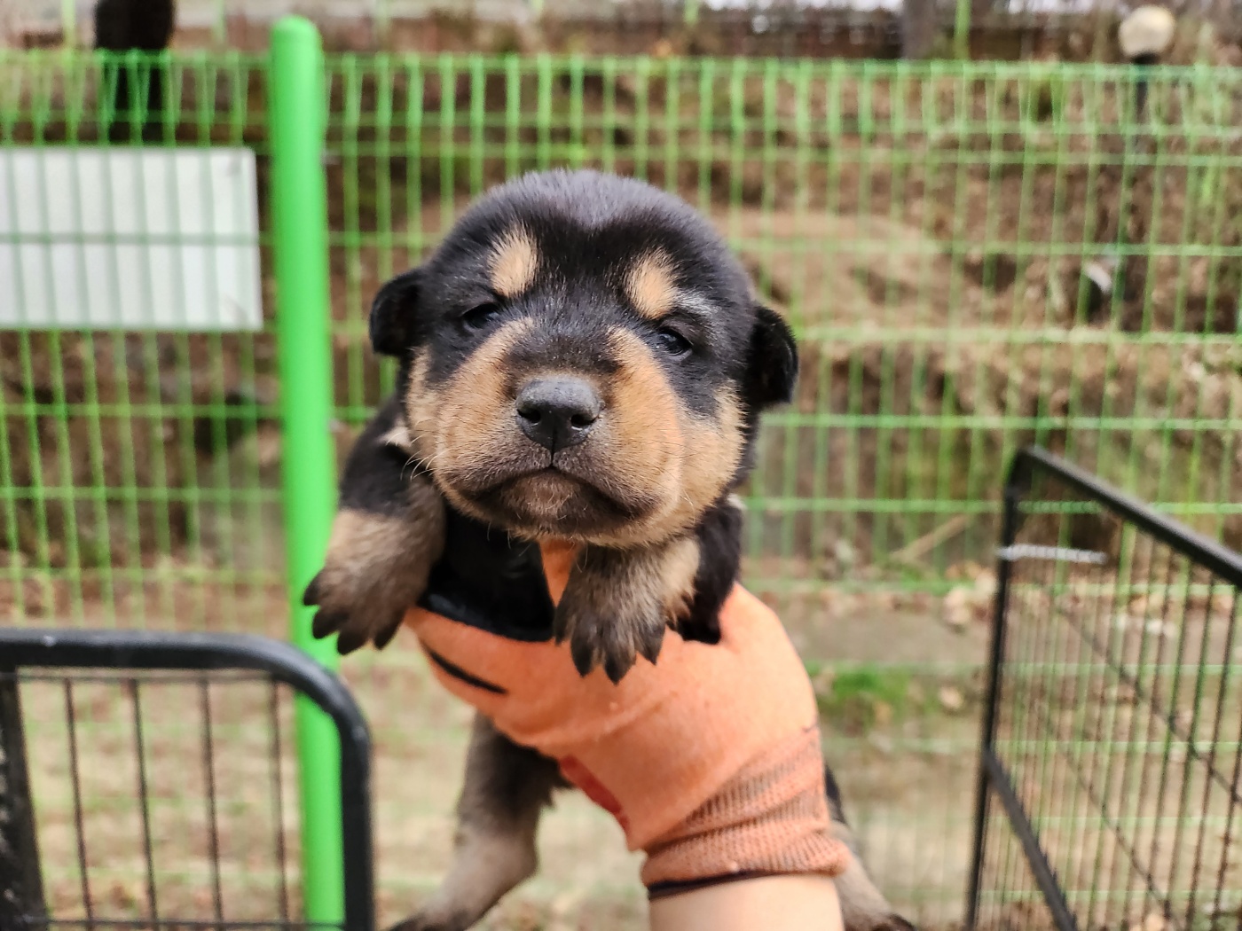 광주TNR동물병원초월_441554202401853