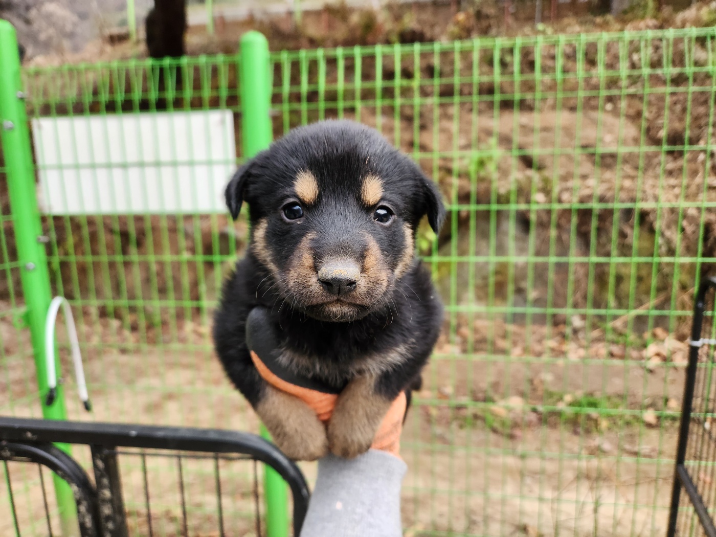 광주TNR동물병원초월_441554202401841