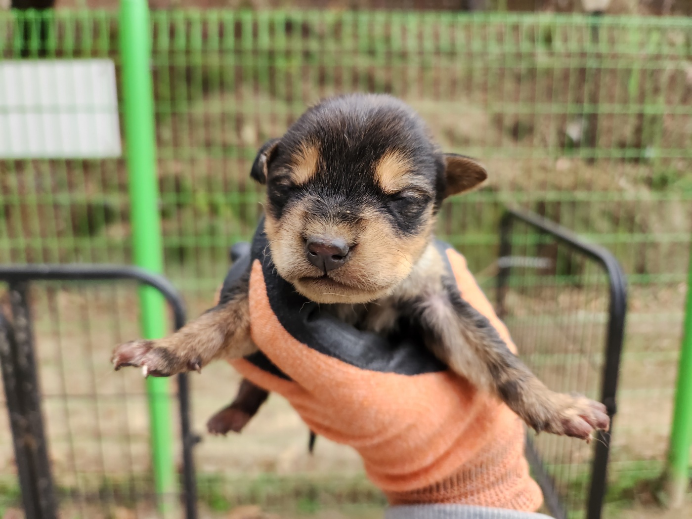 광주TNR동물병원초월_441554202401833