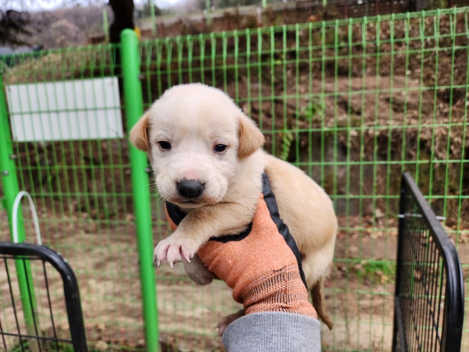 광주TNR동물병원초월_441554202401846