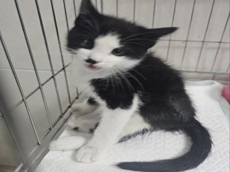 원주시동물보호센터_442419202400896