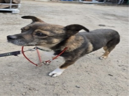원주시동물보호센터_442419202400897