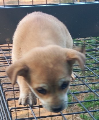 태안 동물보호소_444462202401102