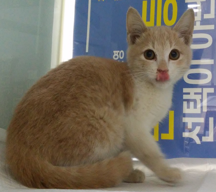 산타클라라동물병원_431369202400709